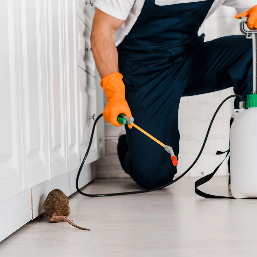 Dedetizando a cozinha contra ratos